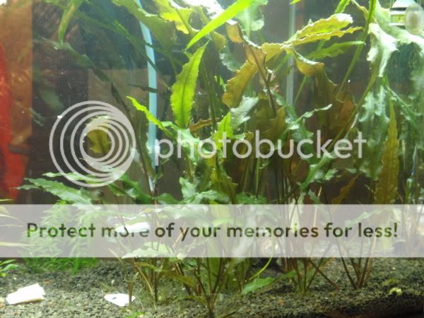 RightSideOfTank_010710.jpg