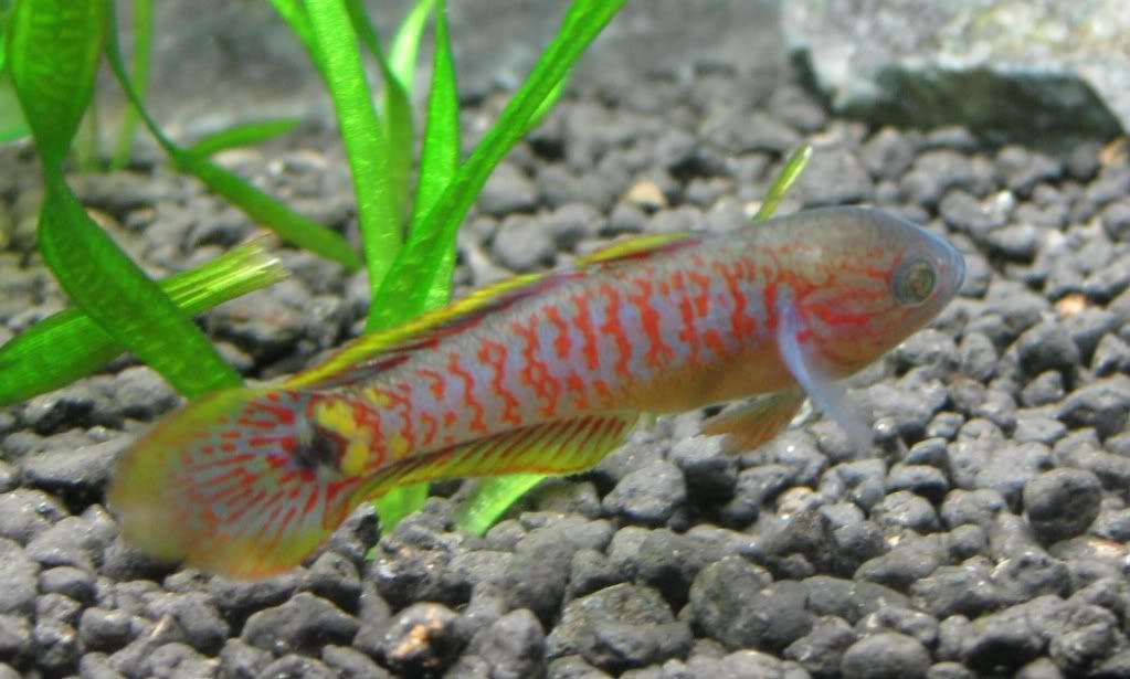 MaleGudgeon.jpg