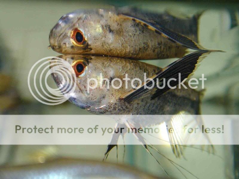 butterfly-_front1.jpg