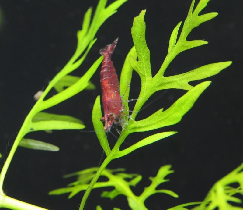 RCS1.jpg