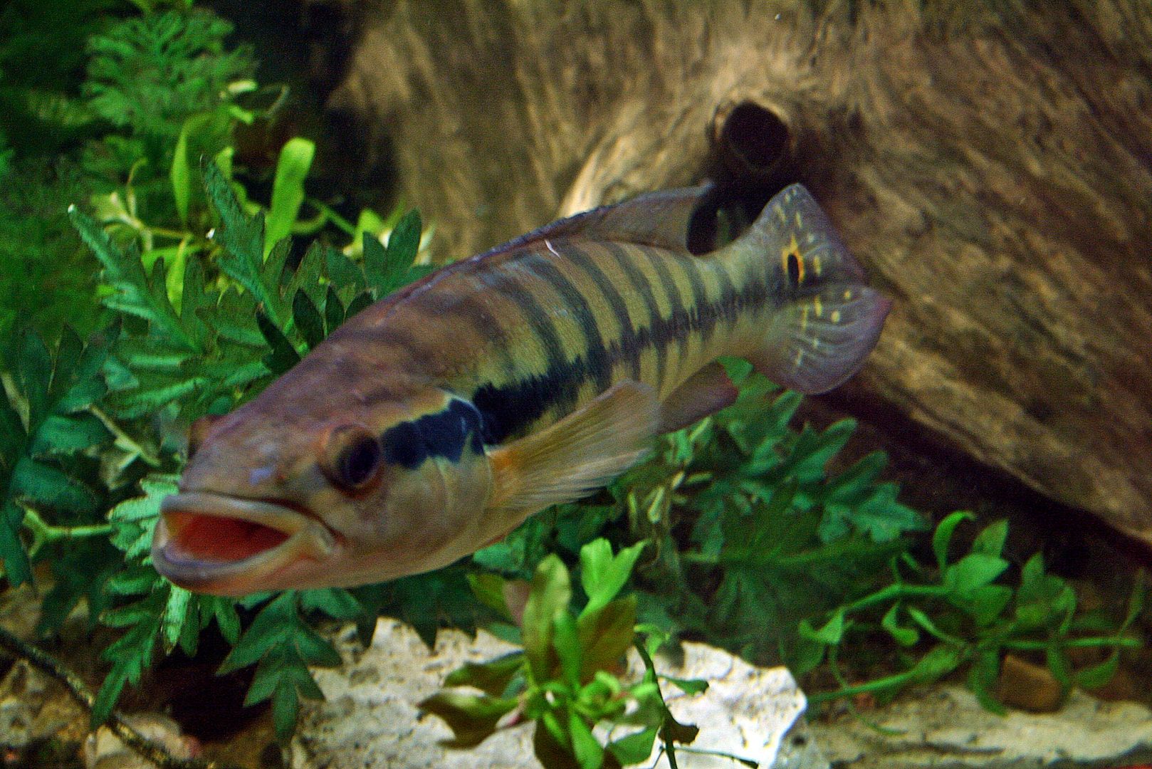 cincta10810.jpg