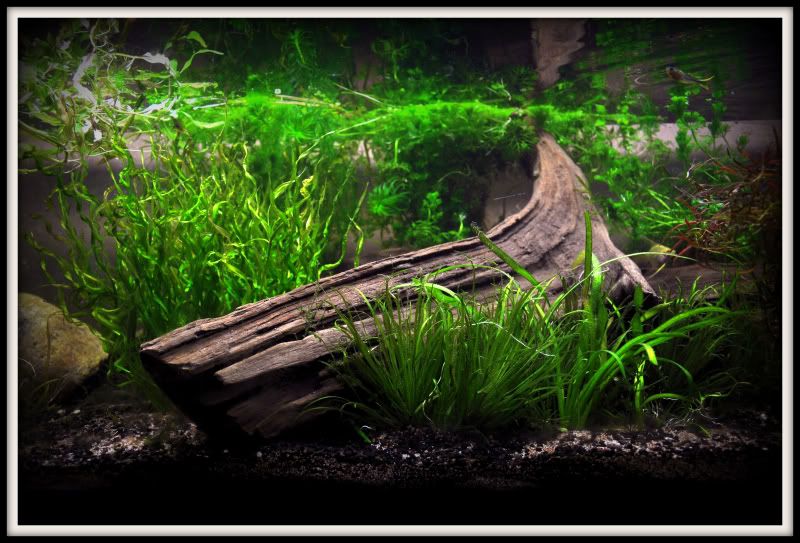 planted.jpg