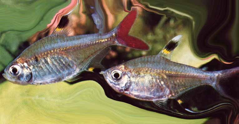 Pristella%20maxillaris.jpg