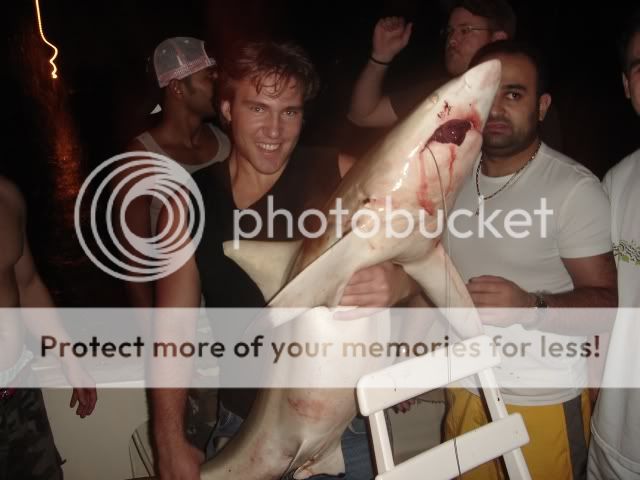 sharkbloody.jpg