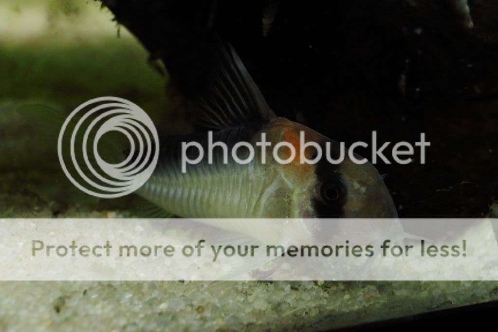 PictureT1i_2912_2.jpg