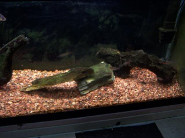 fishwall046.jpg