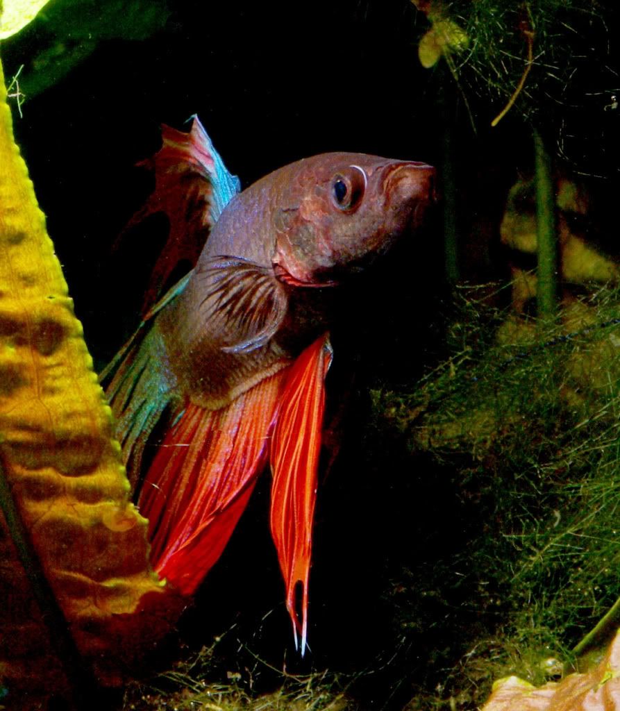betta72.jpg
