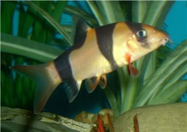 clownloach.jpg