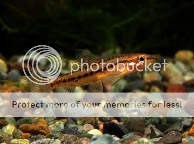 Rosy_loach.jpg