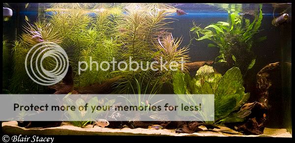 Tankupdate-1.jpg