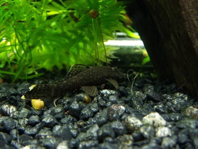 fishwall044.jpg
