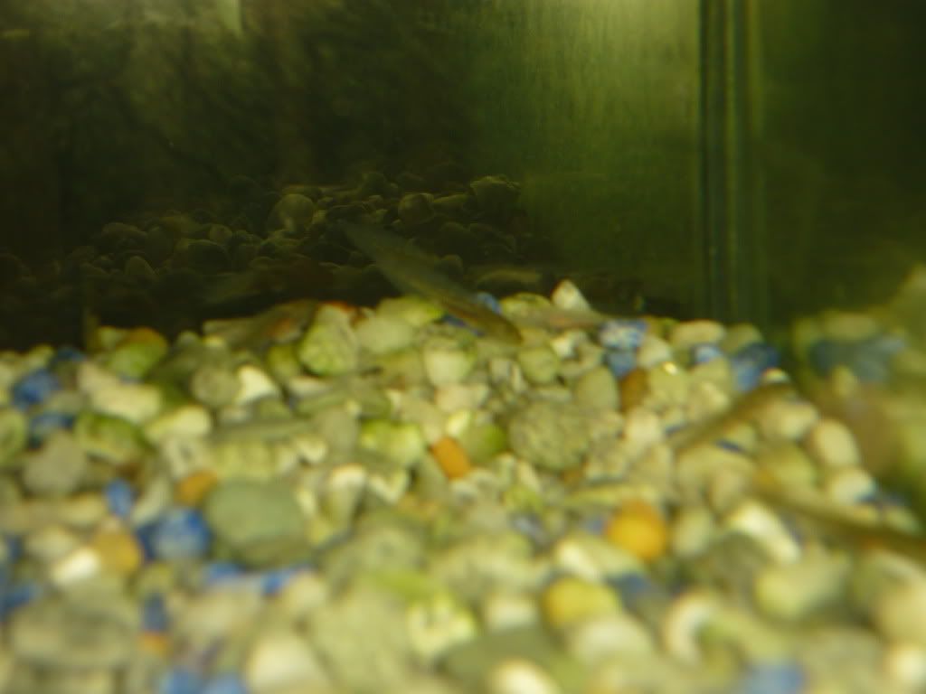 axies3.jpg