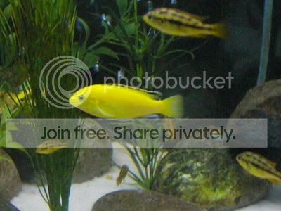 yellowlabsideprofile_01-1.jpg
