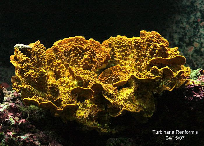 turbinaria-renformis.jpg