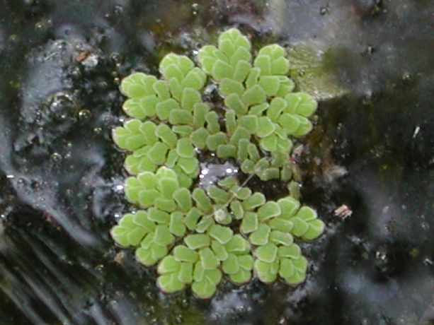 Azolla_mexicana_habit.jpg