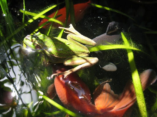 froginpond.JPG