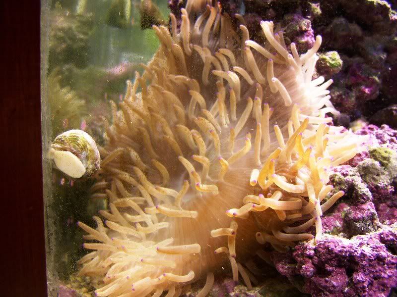 Sebaeanemoneandbluebristleworm005.jpg
