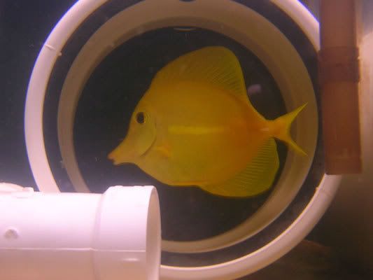 qt_tang0707.jpg