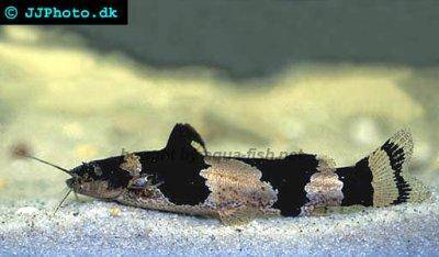 bumblebee-catfish-profile.jpg
