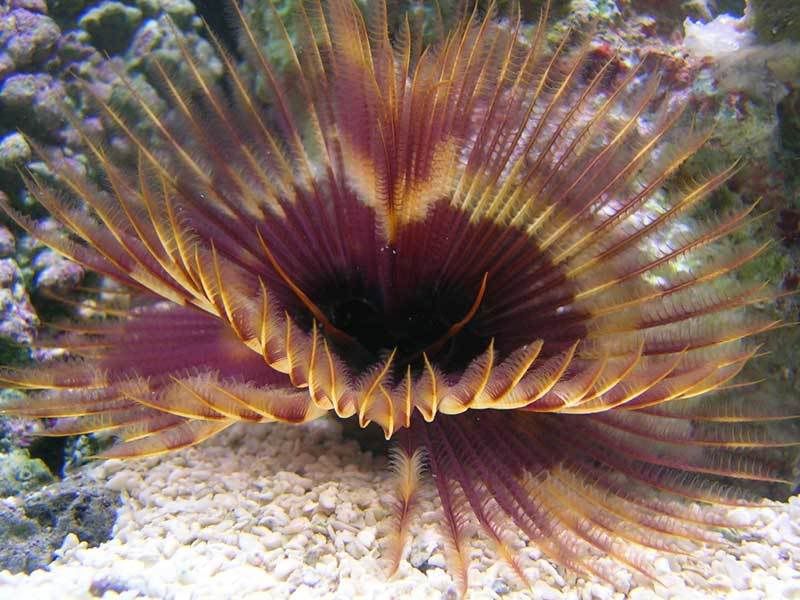 feather_2.jpg
