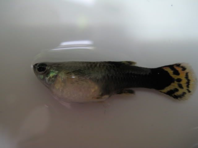 aquarium067.jpg