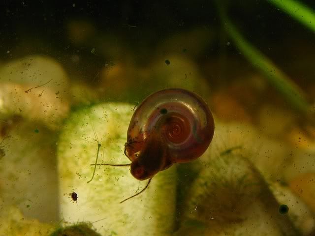 Gyraulus.jpg