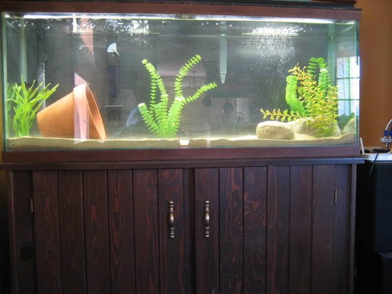 Ozzy002-1.jpg
