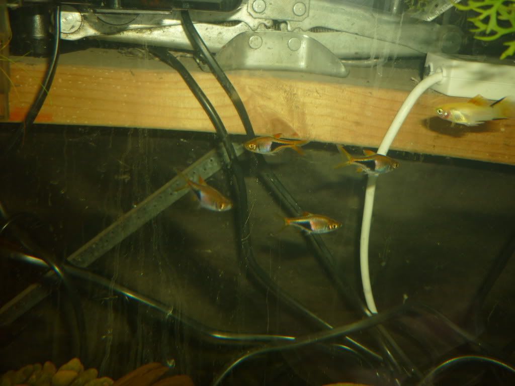 P1020195.jpg