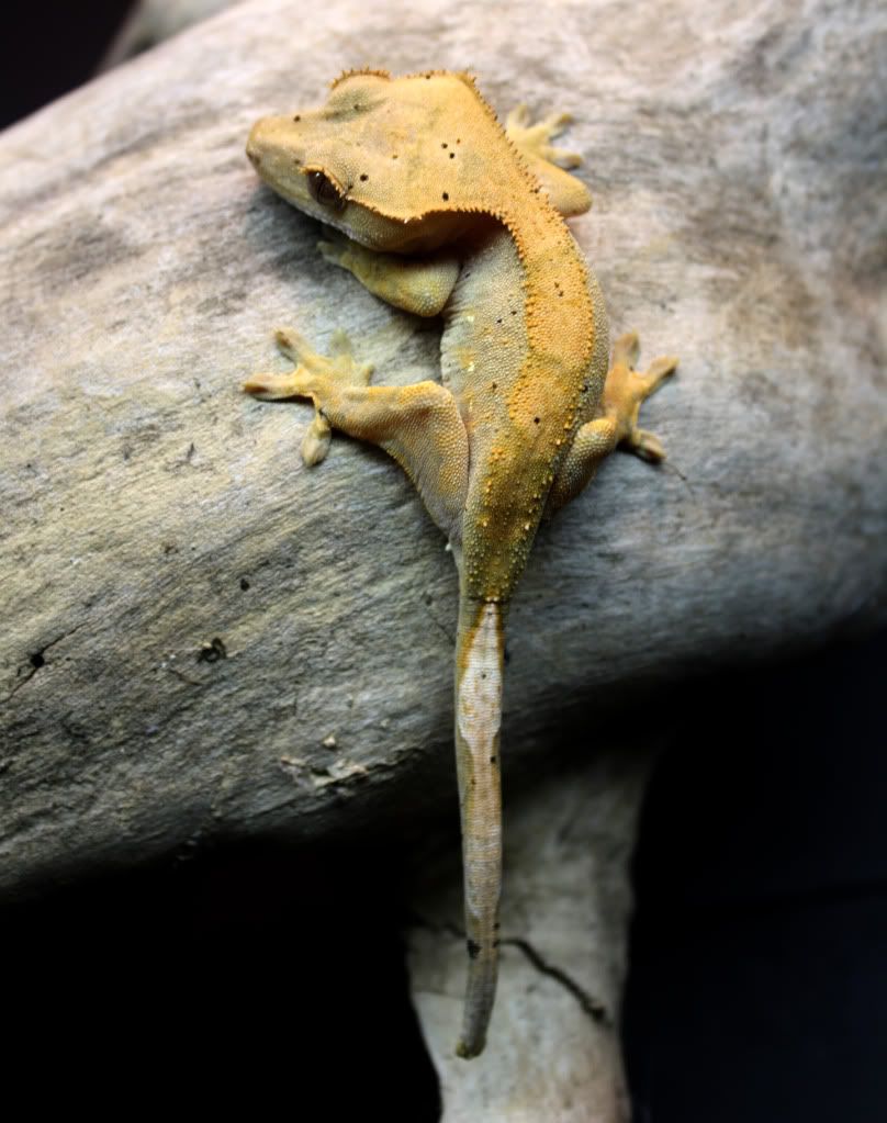Gecko_9_4.jpg