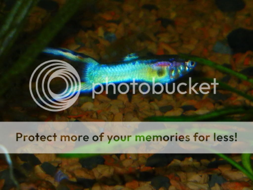 japneonblue005.jpg