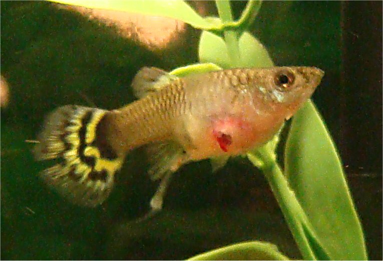 How Do Guppies Give Birth? | LoveToKnow