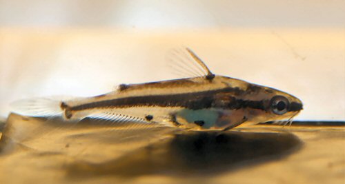 anybody keep Pelteobagrus ornatus?`
