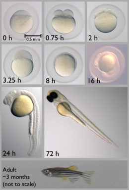 lossless-page1-260px-Zebrafish_Developmental_Stages.tiff.png