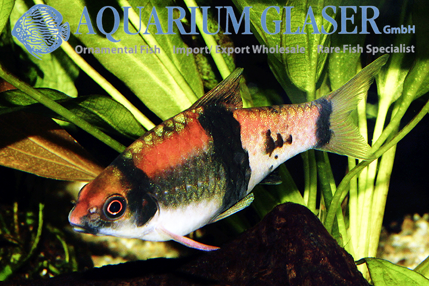 www.aquariumglaser.de