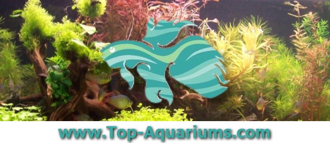 www.top-aquariums.com